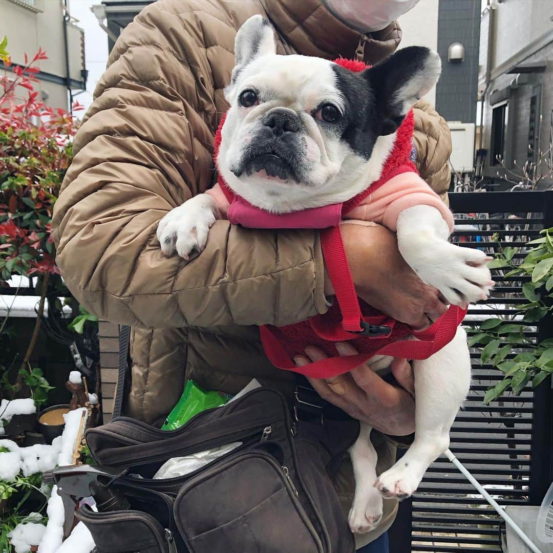 進藤やす子さんのインスタグラム写真 - (進藤やす子Instagram)「✳︎ 雪が止んだから、ふうちゃん🐼おとんに散歩に連れていかれた。本犬 全然やる気なしだけども😅 . （3枚目は午前中のもの） . #ふうこ日記 #ふうちゃん🐼 #お散歩 #おとん担当 #ふがれす卒業生 #保護犬出身 #フレンチブルドッグ #フレンチブルドッグパイド #ふうちゃんぽ🐾」3月29日 16時05分 - yasukoshindo