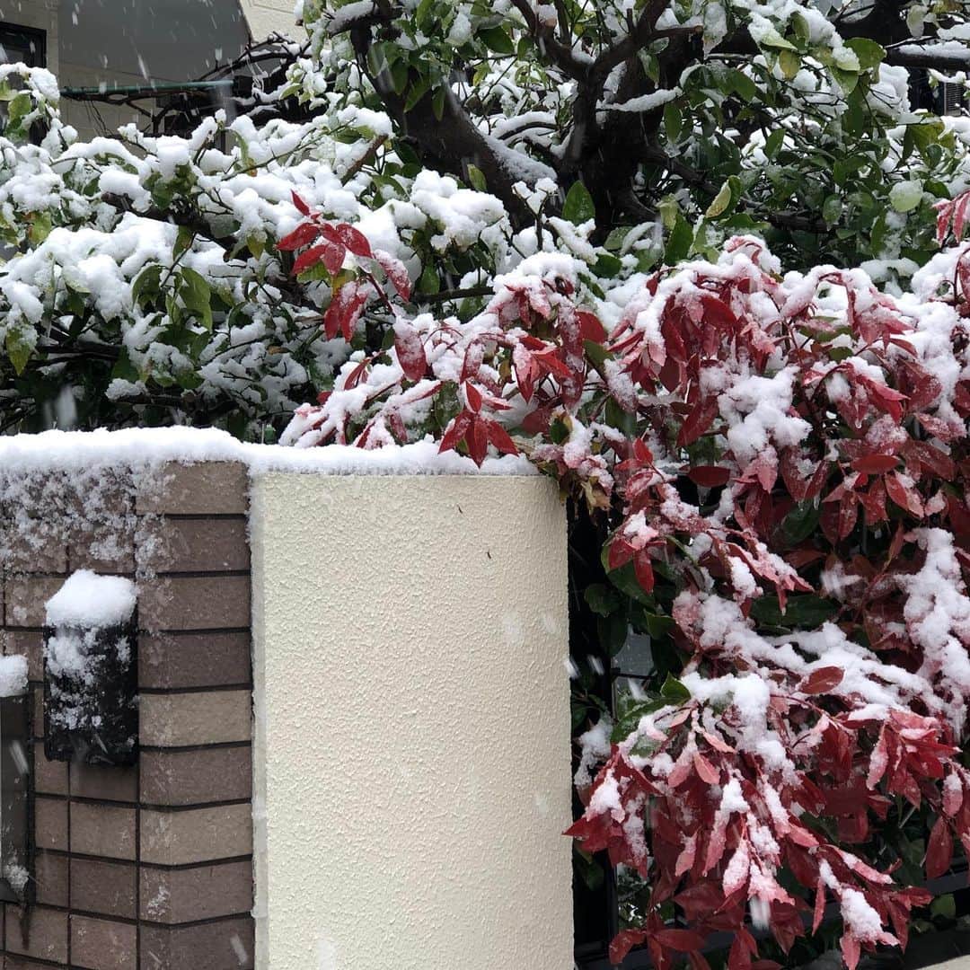 進藤やす子さんのインスタグラム写真 - (進藤やす子Instagram)「✳︎ 雪が止んだから、ふうちゃん🐼おとんに散歩に連れていかれた。本犬 全然やる気なしだけども😅 . （3枚目は午前中のもの） . #ふうこ日記 #ふうちゃん🐼 #お散歩 #おとん担当 #ふがれす卒業生 #保護犬出身 #フレンチブルドッグ #フレンチブルドッグパイド #ふうちゃんぽ🐾」3月29日 16時05分 - yasukoshindo