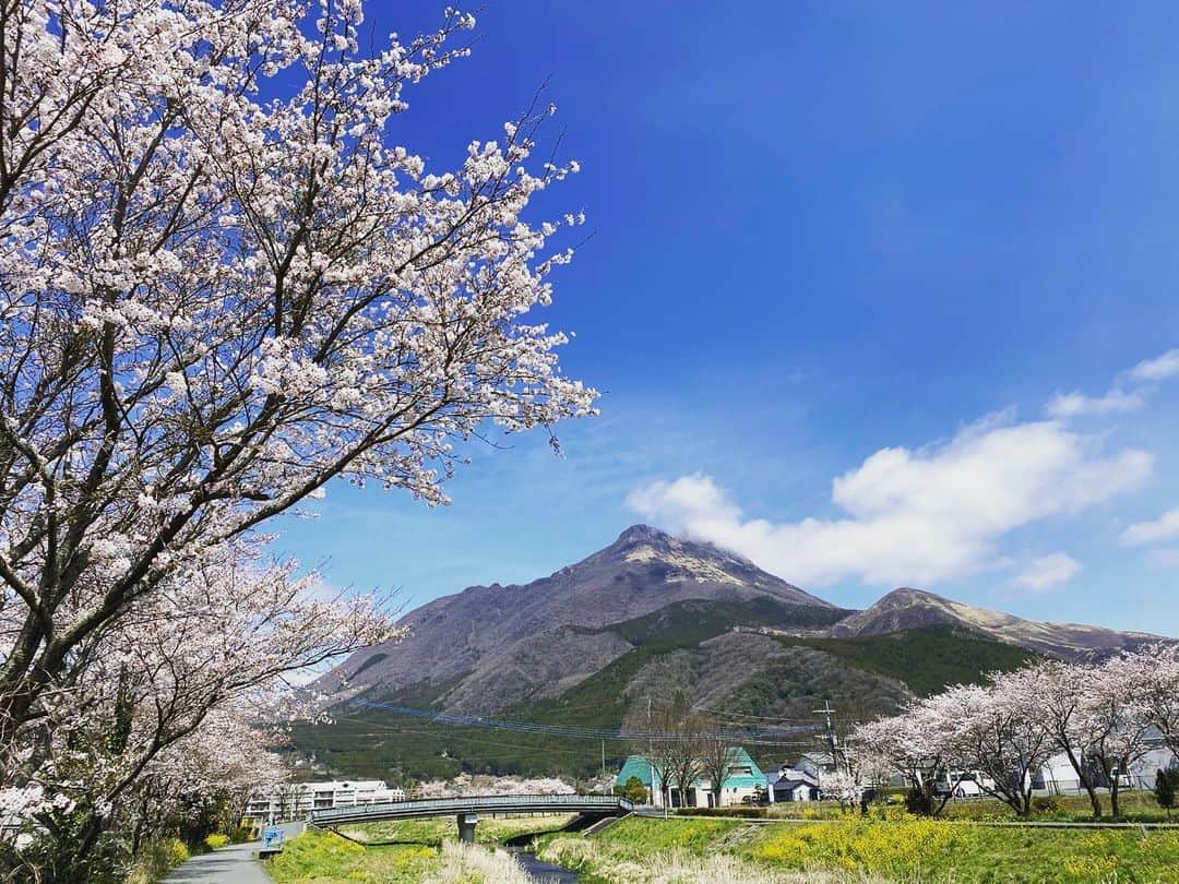 のインスタグラム：「#今日の由布岳  由布院の桜もあと少しで見頃になりそうです。  #由布院 #湯布院  #旅館 #温泉 #お風呂 #旅行  #由布岳 #辻馬車 #桜 #yufuin #ryokan #hinoharu #mountain #onsen #bath #travel #running #유후인 #hotsprings #cherryblossom」