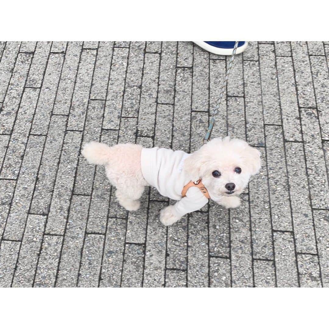 mizuのインスタグラム：「お散歩中に私を見上げてくる。 少し遅れると振り返って待ってくれたり。 なんてかわいいんだ ☺︎♡」