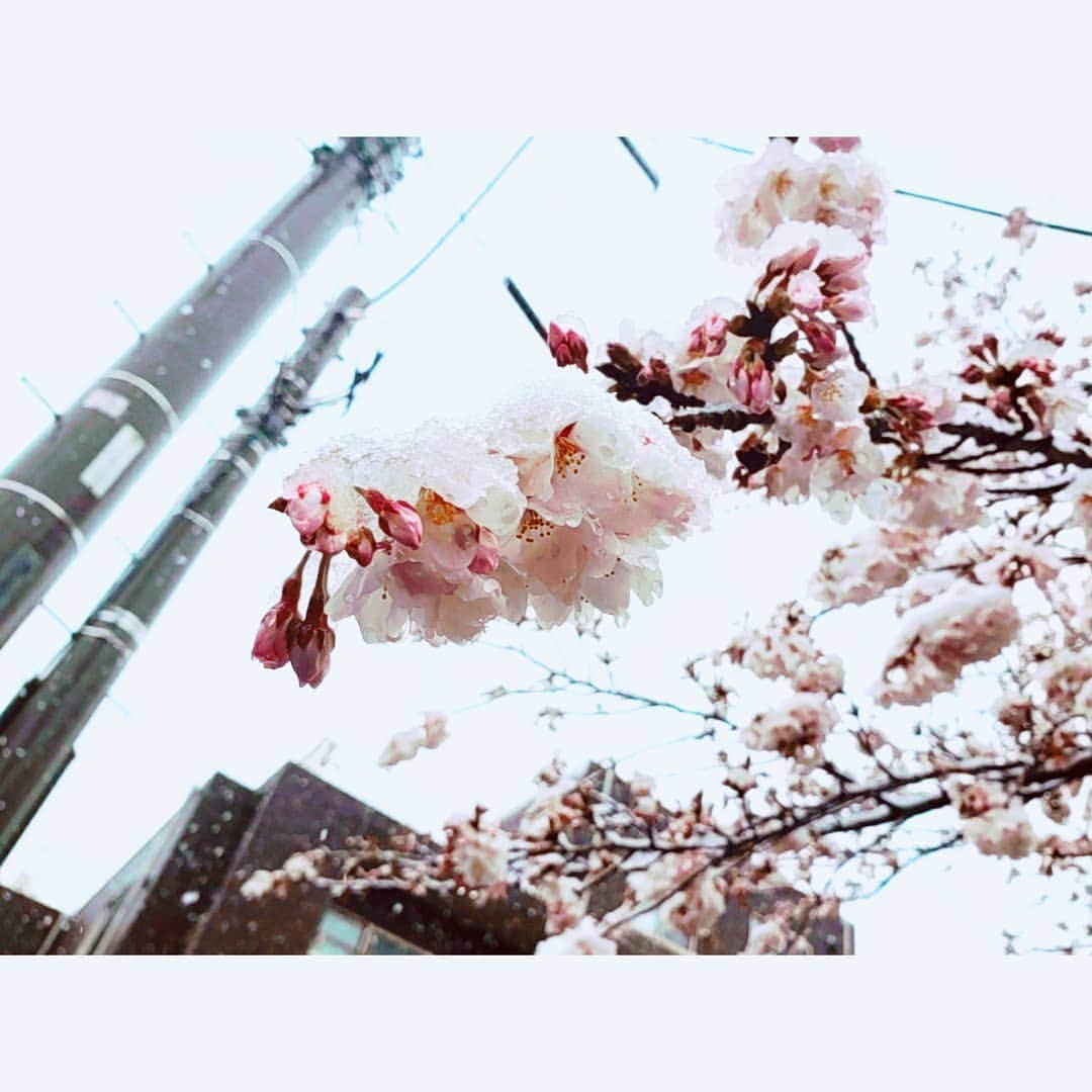 本田珠規さんのインスタグラム写真 - (本田珠規Instagram)「家の前の桜🌸 . 今朝は予報通り、 本当に雪が降ってビックリ！ . 桜×雪 って初めて見た～ . 桜にとっては、あまりよろしくないかもだけど、 これはこれで幻想的でした♡ . . . #桜#雪#桜と雪#さくら #東京#春の雪 #写真#景色#2020春 #cherryblossom」3月30日 2時04分 - tamaki_honda_oscar