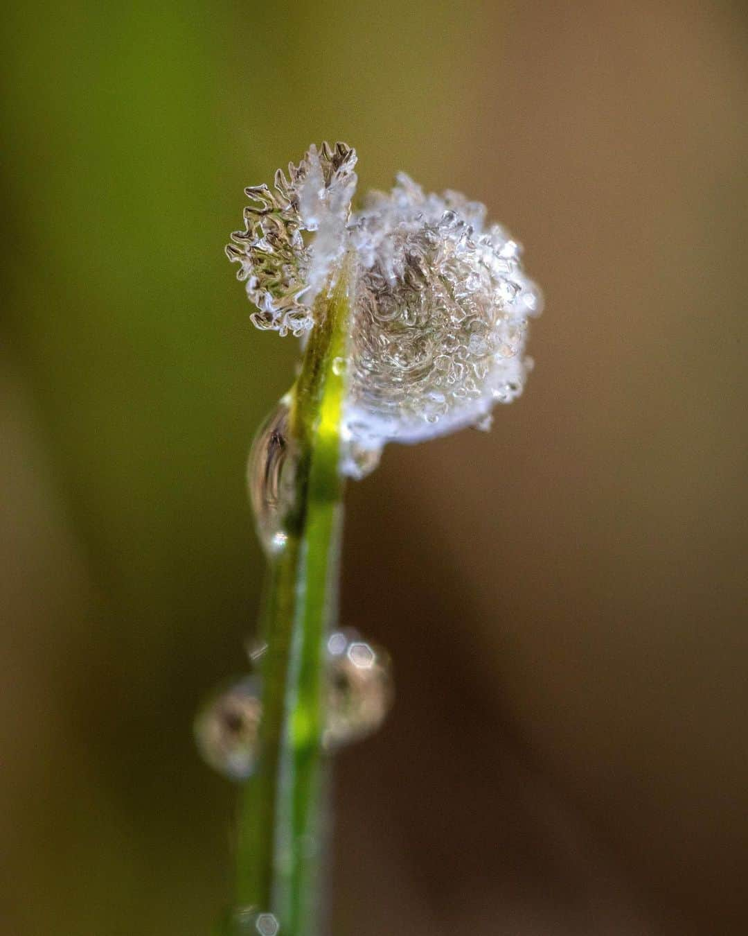 アンジー・ペインさんのインスタグラム写真 - (アンジー・ペインInstagram)「Frozen dew drops. It’s that time of year when dew drops begin to grace the grass and it’s still chilly enough that they often freeze. Here are some frozen drops — some from the recent backyard exploration and some from the archives. • • • #macro #macrophotography #backyardmacro」3月30日 2時30分 - angelajpayne