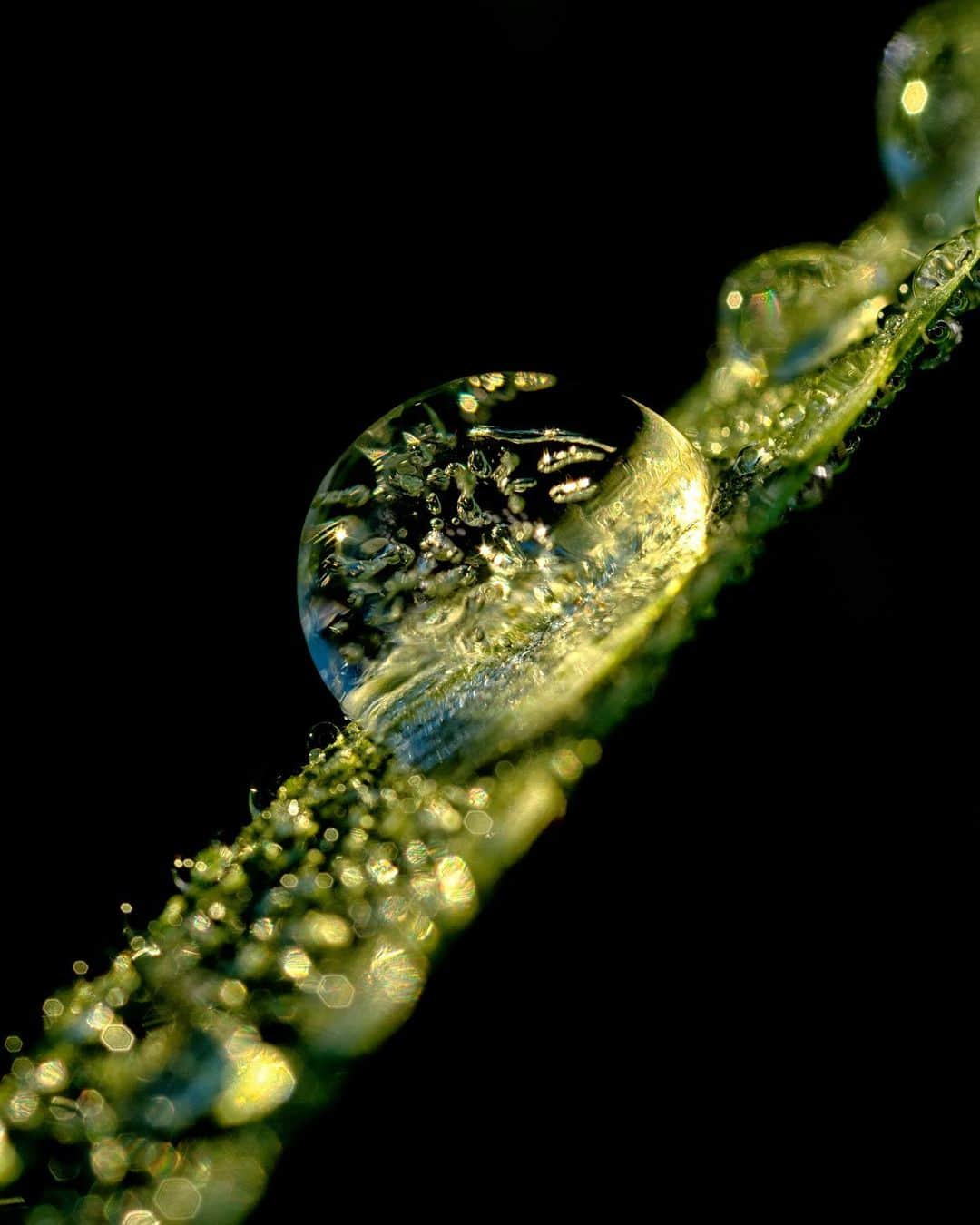 アンジー・ペインさんのインスタグラム写真 - (アンジー・ペインInstagram)「Frozen dew drops. It’s that time of year when dew drops begin to grace the grass and it’s still chilly enough that they often freeze. Here are some frozen drops — some from the recent backyard exploration and some from the archives. • • • #macro #macrophotography #backyardmacro」3月30日 2時30分 - angelajpayne