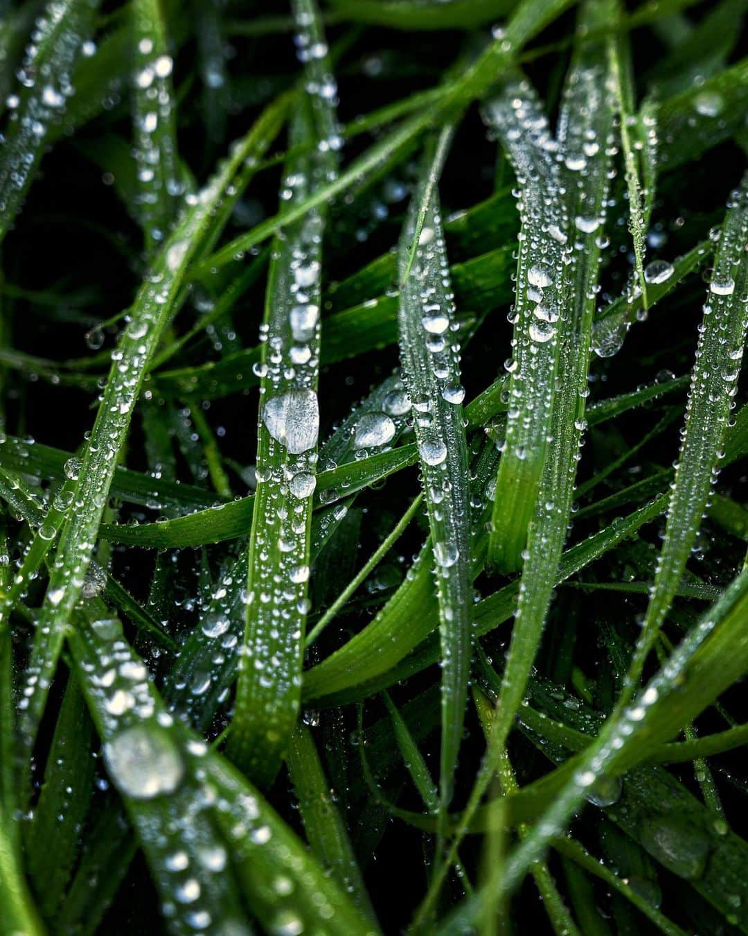 アンジー・ペインさんのインスタグラム写真 - (アンジー・ペインInstagram)「Frozen dew drops. It’s that time of year when dew drops begin to grace the grass and it’s still chilly enough that they often freeze. Here are some frozen drops — some from the recent backyard exploration and some from the archives. • • • #macro #macrophotography #backyardmacro」3月30日 2時30分 - angelajpayne