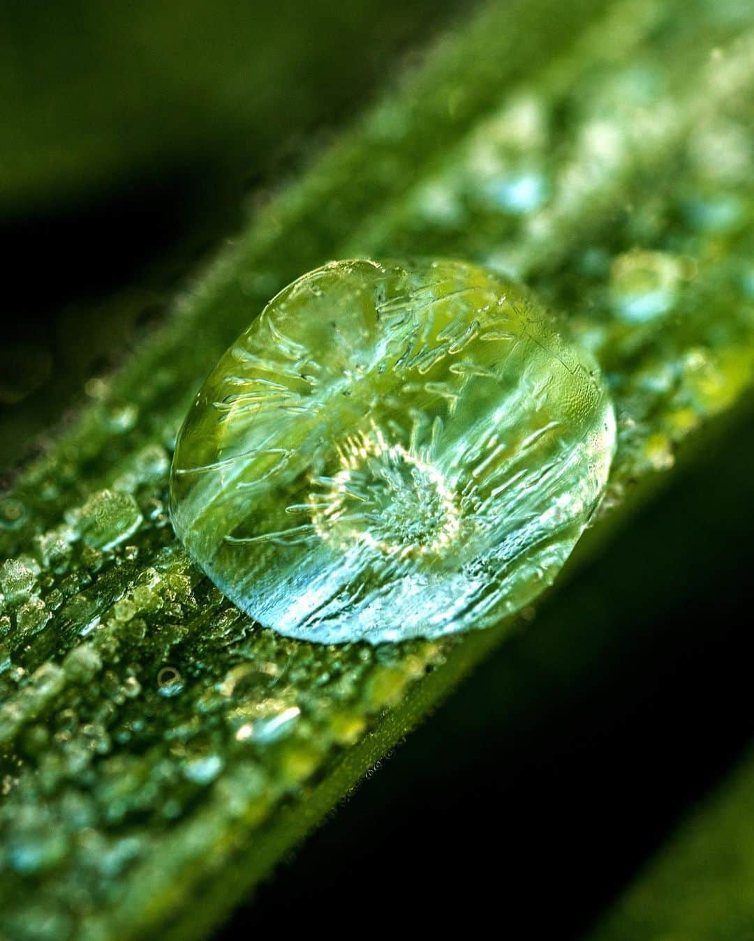 アンジー・ペインさんのインスタグラム写真 - (アンジー・ペインInstagram)「Frozen dew drops. It’s that time of year when dew drops begin to grace the grass and it’s still chilly enough that they often freeze. Here are some frozen drops — some from the recent backyard exploration and some from the archives. • • • #macro #macrophotography #backyardmacro」3月30日 2時30分 - angelajpayne