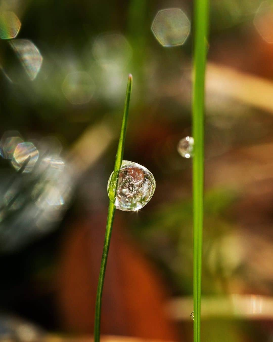 アンジー・ペインさんのインスタグラム写真 - (アンジー・ペインInstagram)「Frozen dew drops. It’s that time of year when dew drops begin to grace the grass and it’s still chilly enough that they often freeze. Here are some frozen drops — some from the recent backyard exploration and some from the archives. • • • #macro #macrophotography #backyardmacro」3月30日 2時30分 - angelajpayne