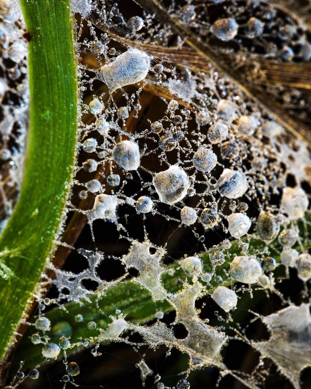 アンジー・ペインさんのインスタグラム写真 - (アンジー・ペインInstagram)「Frozen dew drops. It’s that time of year when dew drops begin to grace the grass and it’s still chilly enough that they often freeze. Here are some frozen drops — some from the recent backyard exploration and some from the archives. • • • #macro #macrophotography #backyardmacro」3月30日 2時30分 - angelajpayne