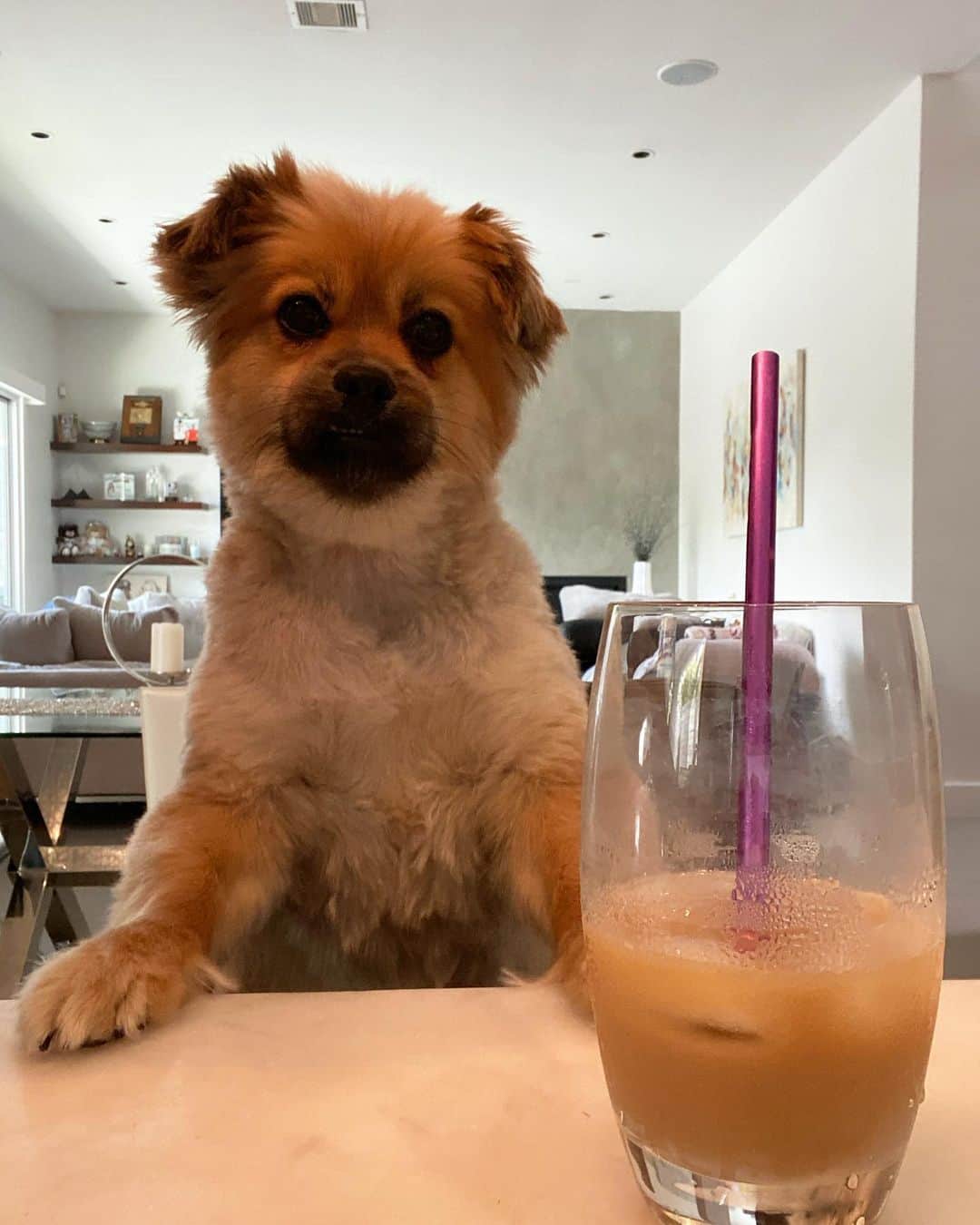 カルロス・コレアのインスタグラム：「The pups joined us for breakfast this morning 🥞☕️」