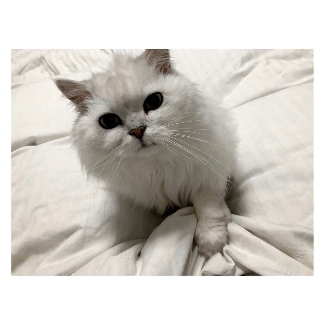 柳野玲子のインスタグラム：「かまってミーちゃん🐱💞 こういう寒い日はミー＆モコモコでぬくぬくします⛄️✨ 目つきの差…笑 #猫 #ねこ #チンチラ #チンチラシルバー #男の子 #10歳 #大好き ❤️」