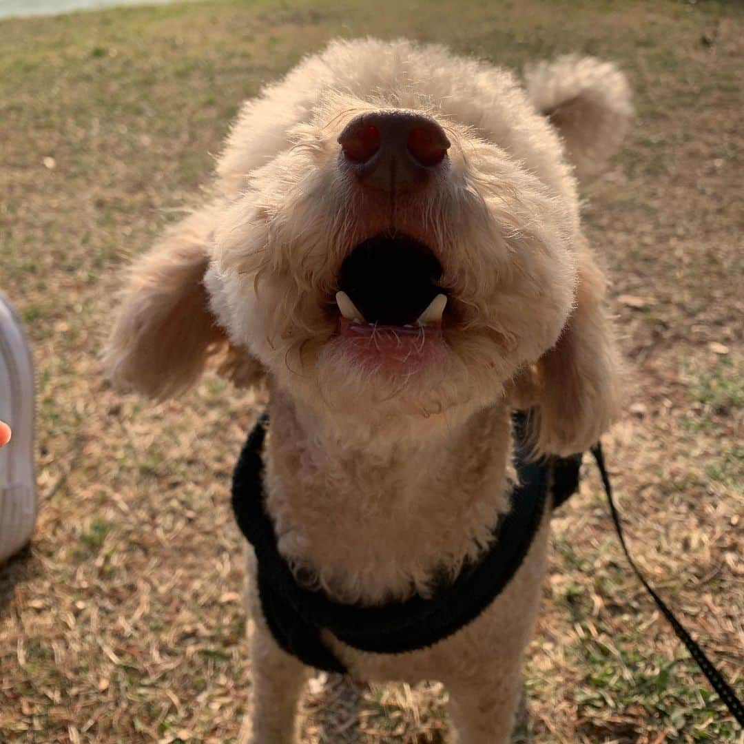 カン・ヘヨンさんのインスタグラム写真 - (カン・ヘヨンInstagram)「망고 + 호두 + 두부 합체🐶🐶🐶♥️♥️♥️ 다리 사이에 망고 빼꼼!ㅋㅋㅋㅋㅋ 행복하지만 힘들고 힘들지만 행복한 세마리 산책^ㅁ^..!! 세마리 다 성격이 달라서  정말...☺️ㅌㅋㅋ」3月29日 18時53分 - mangdoo_noona