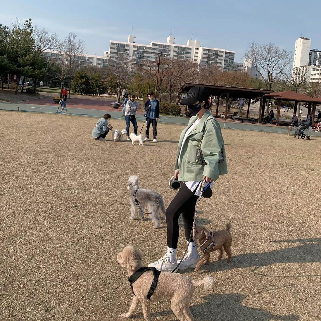 カン・ヘヨンさんのインスタグラム写真 - (カン・ヘヨンInstagram)「망고 + 호두 + 두부 합체🐶🐶🐶♥️♥️♥️ 다리 사이에 망고 빼꼼!ㅋㅋㅋㅋㅋ 행복하지만 힘들고 힘들지만 행복한 세마리 산책^ㅁ^..!! 세마리 다 성격이 달라서  정말...☺️ㅌㅋㅋ」3月29日 18時53分 - mangdoo_noona