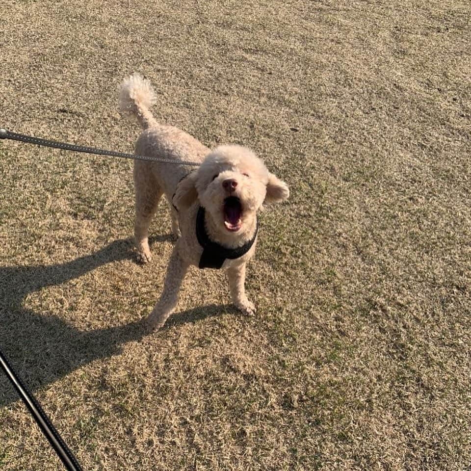 カン・ヘヨンさんのインスタグラム写真 - (カン・ヘヨンInstagram)「망고 + 호두 + 두부 합체🐶🐶🐶♥️♥️♥️ 다리 사이에 망고 빼꼼!ㅋㅋㅋㅋㅋ 행복하지만 힘들고 힘들지만 행복한 세마리 산책^ㅁ^..!! 세마리 다 성격이 달라서  정말...☺️ㅌㅋㅋ」3月29日 18時53分 - mangdoo_noona