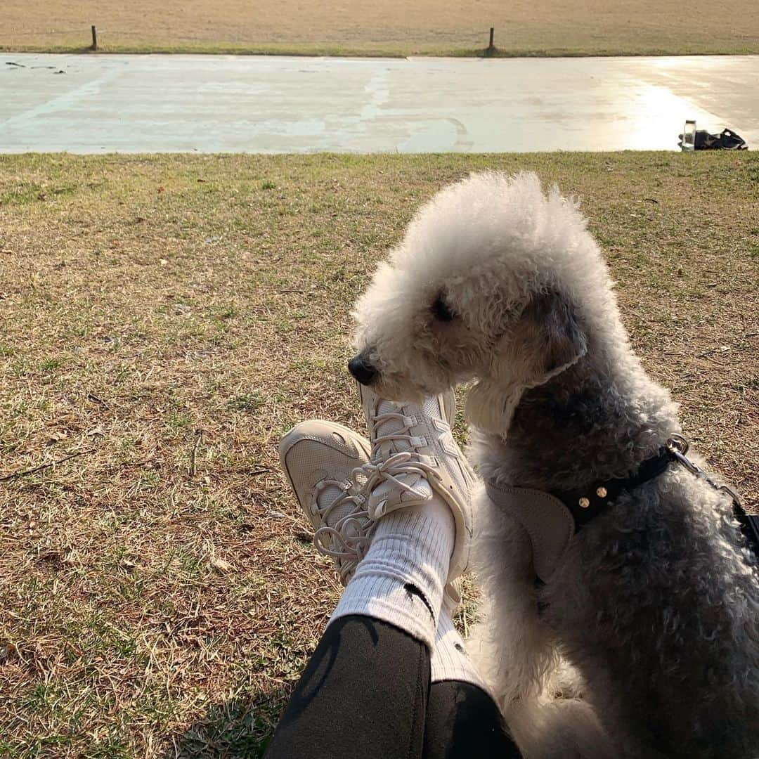 カン・ヘヨンさんのインスタグラム写真 - (カン・ヘヨンInstagram)「망고 + 호두 + 두부 합체🐶🐶🐶♥️♥️♥️ 다리 사이에 망고 빼꼼!ㅋㅋㅋㅋㅋ 행복하지만 힘들고 힘들지만 행복한 세마리 산책^ㅁ^..!! 세마리 다 성격이 달라서  정말...☺️ㅌㅋㅋ」3月29日 18時53分 - mangdoo_noona