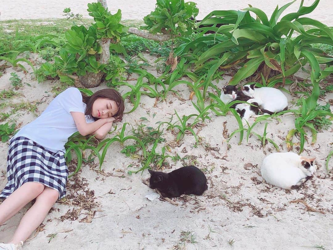 秋元真夏さんのインスタグラム写真 - (秋元真夏Instagram)「竹富島でもねこちゃん🐾から大人気のまなったん🐱💕 たっぷり遊んだあとは一緒にお昼寝しちゃってました💤  公式Twitterではねこちゃん🐾と戯れるまなったんの動画を公開中です🎥 癒やされてください😌💕 公式Twitter▶@manatsu_2nd  #秋元真夏2nd写真集 #しあわせにしたい #まなったんの写真集を応援しよう #4月8日発売」3月29日 19時33分 - manatsu.akimoto_official