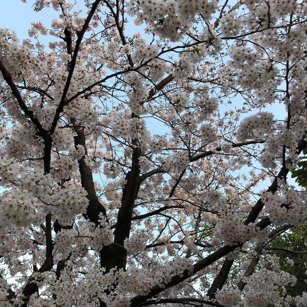 職人.comさんのインスタグラム写真 - (職人.comInstagram)「本日の京都市上京区です。夕暮れ時に散歩しました。空が澄んでいて綺麗でした。 @shokunincom  #職人ドットコム #京都 #京都市 #手仕事 #暮らしの道具 #そうだ京都行こう #暮らしを楽しむ #京都旅行 #京都巡り #京都観光 #京都散策 #京都散歩 #モノづくり #ものづくり #工芸品 #民芸 #民藝 #民芸品 #手工芸 #豊かな食卓 #キッチングラム #手作りのある暮らし #器のある暮らし #焼物 #焼き物」3月29日 19時45分 - shokunincom