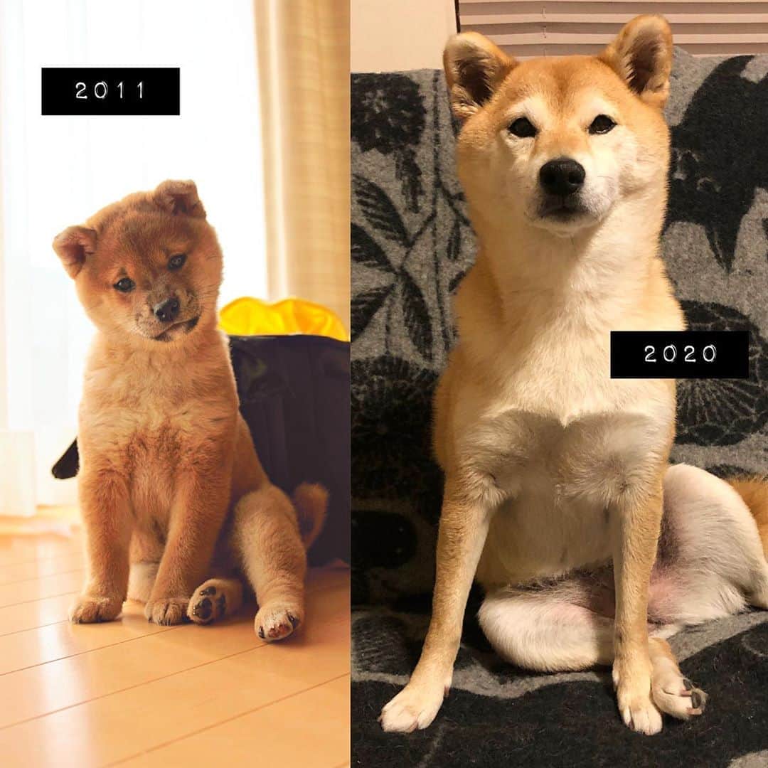 マロたんのインスタグラム：「I feel the passage of time. 変わらない！ コロナのせいで大きい仕事が飛んだけど、マロたん可愛いから大丈夫！大丈夫…大丈夫にする！マロたんのために😍 #shiba #shibainu #weeklyfluff」