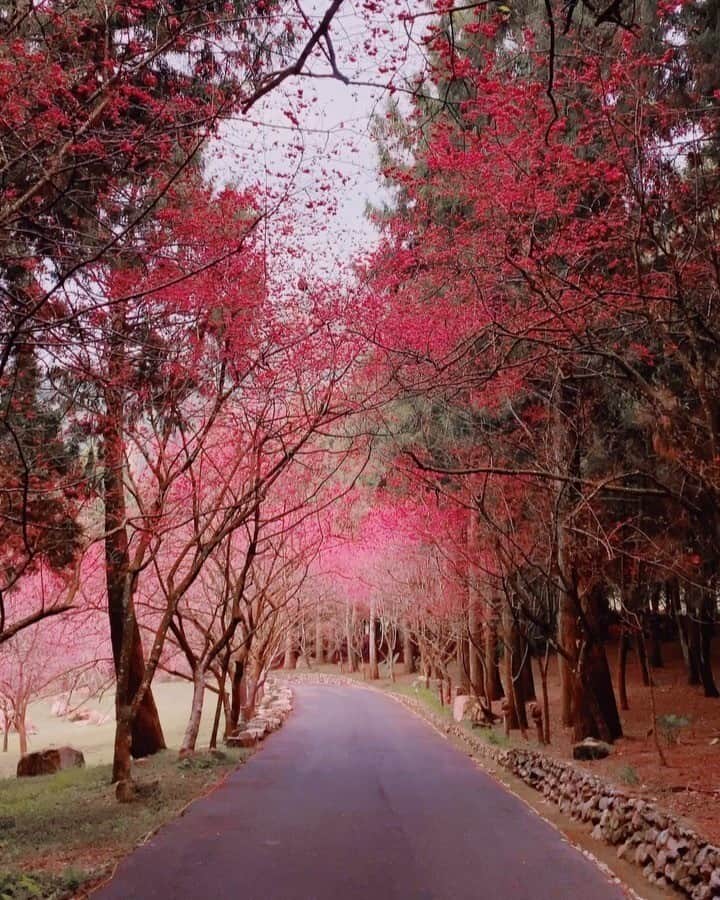 9GAGさんのインスタグラム写真 - (9GAGInstagram)「This is where we'll visit after all of this is over 😤😍 In the meantime, #stayhome. Follow @voyaged to travel virtually! | By @hobopeeba - #9gag #voyaged #travel #taiwan」3月29日 19時52分 - 9gag