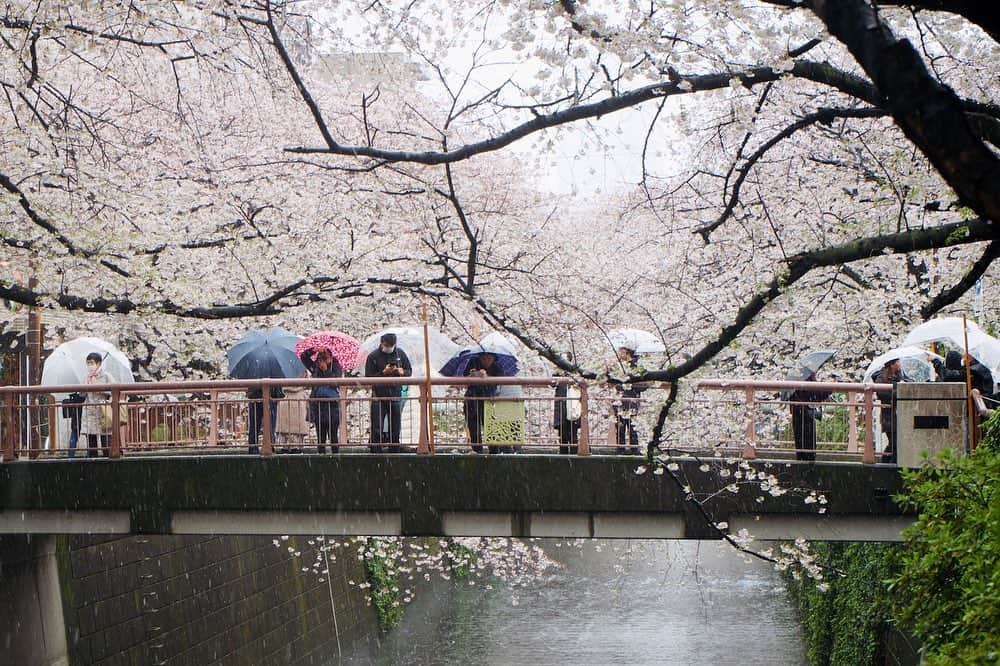 The Japan Timesさんのインスタグラム写真 - (The Japan TimesInstagram)「A rare sight greeted those in parts of Japan on Sunday morning as light snow fell on cherry blossoms. Shibuya’s Hachiko Square, near the famed scramble intersection — was uncharacteristically quiet as Tokyo-ites had been urged by Yuriko Koike, the city’s governor, to stay home this weekend due to the growing number of novel coronavirus cases. Even the sakura lining Meguro River, which attract hundreds of thousands of residents every year, were getting a fraction of the attention despite being near full bloom. Likewise, visitors were sparse in Kodomo Shizen Koen in Yokohama’s Asahi Ward, where the pink blossoms got a light dusting of white. (📸: @ryuseitakahashi217 @oscar.boyd @magdalena_osumi) . . . . . . #sakura #hanami #snokyo #snow #japan #coronavirus #雪 #花見 #桜 #東京 #目黒川 #横浜」3月29日 20時10分 - thejapantimes