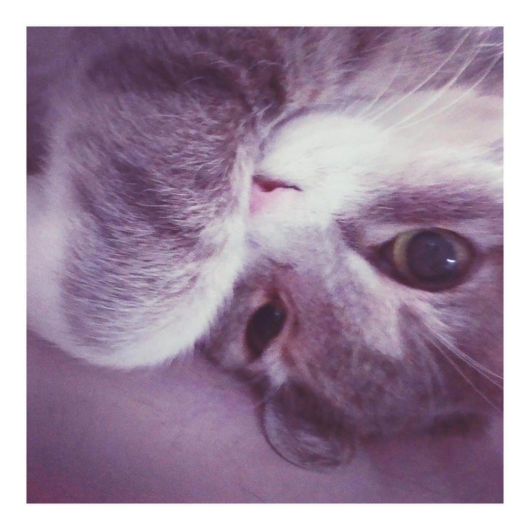 理絵さんのインスタグラム写真 - (理絵Instagram)「なつかしいハーちゃんの写真  #ilovecat #cat #gatto #고양이 #猫 #ネコ #ねこ #ねこ部 #過去pic #思い出 #tokyo #japan」3月29日 20時14分 - ____rie____