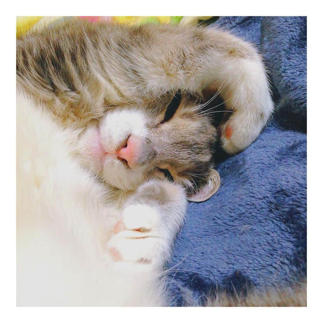 理絵さんのインスタグラム写真 - (理絵Instagram)「なつかしいハーちゃんの写真  #ilovecat #cat #gatto #고양이 #猫 #ネコ #ねこ #ねこ部 #過去pic #思い出 #tokyo #japan」3月29日 20時14分 - ____rie____