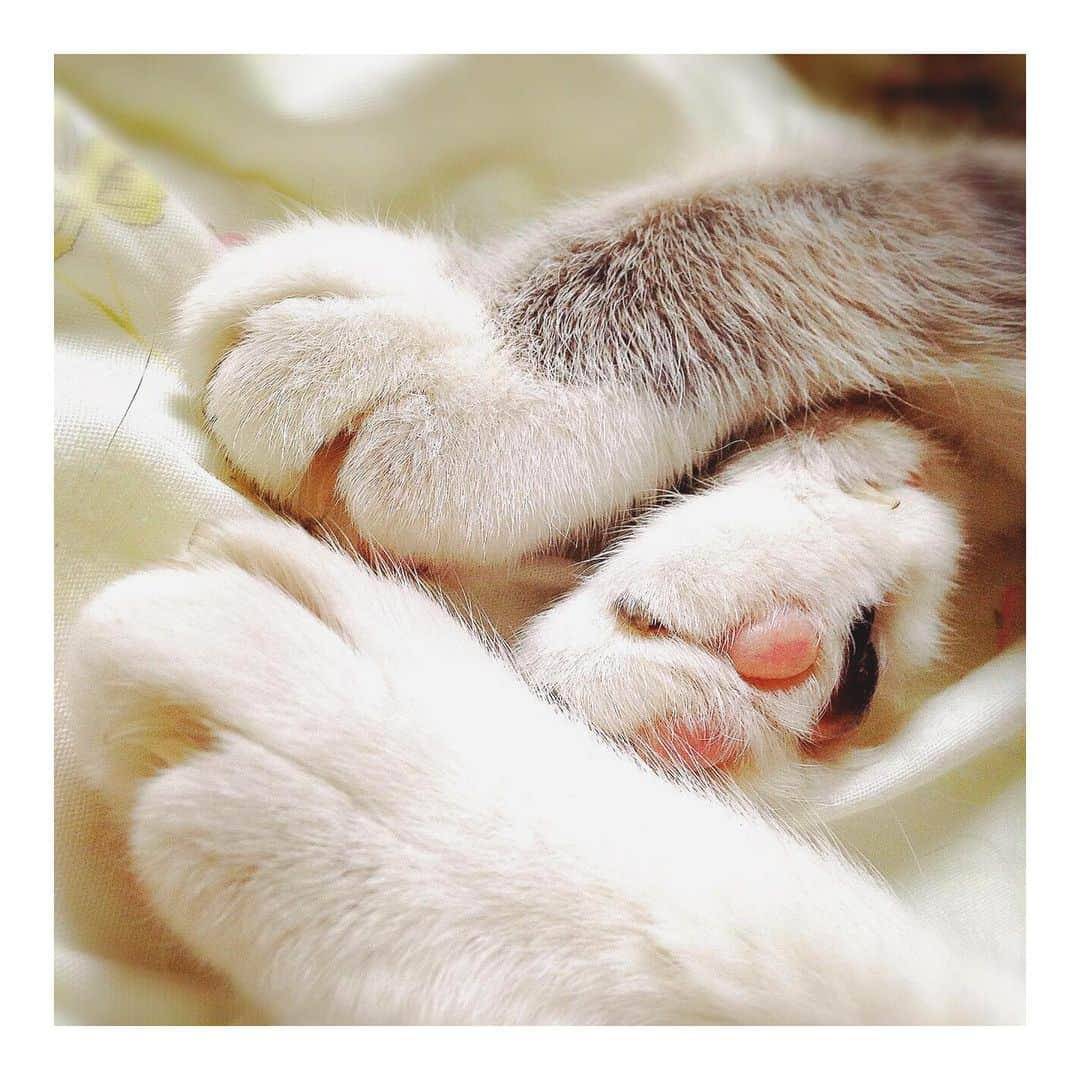 理絵さんのインスタグラム写真 - (理絵Instagram)「なつかしいハーちゃんの写真  #ilovecat #cat #gatto #고양이 #猫 #ネコ #ねこ #ねこ部 #過去pic #思い出 #tokyo #japan」3月29日 20時14分 - ____rie____