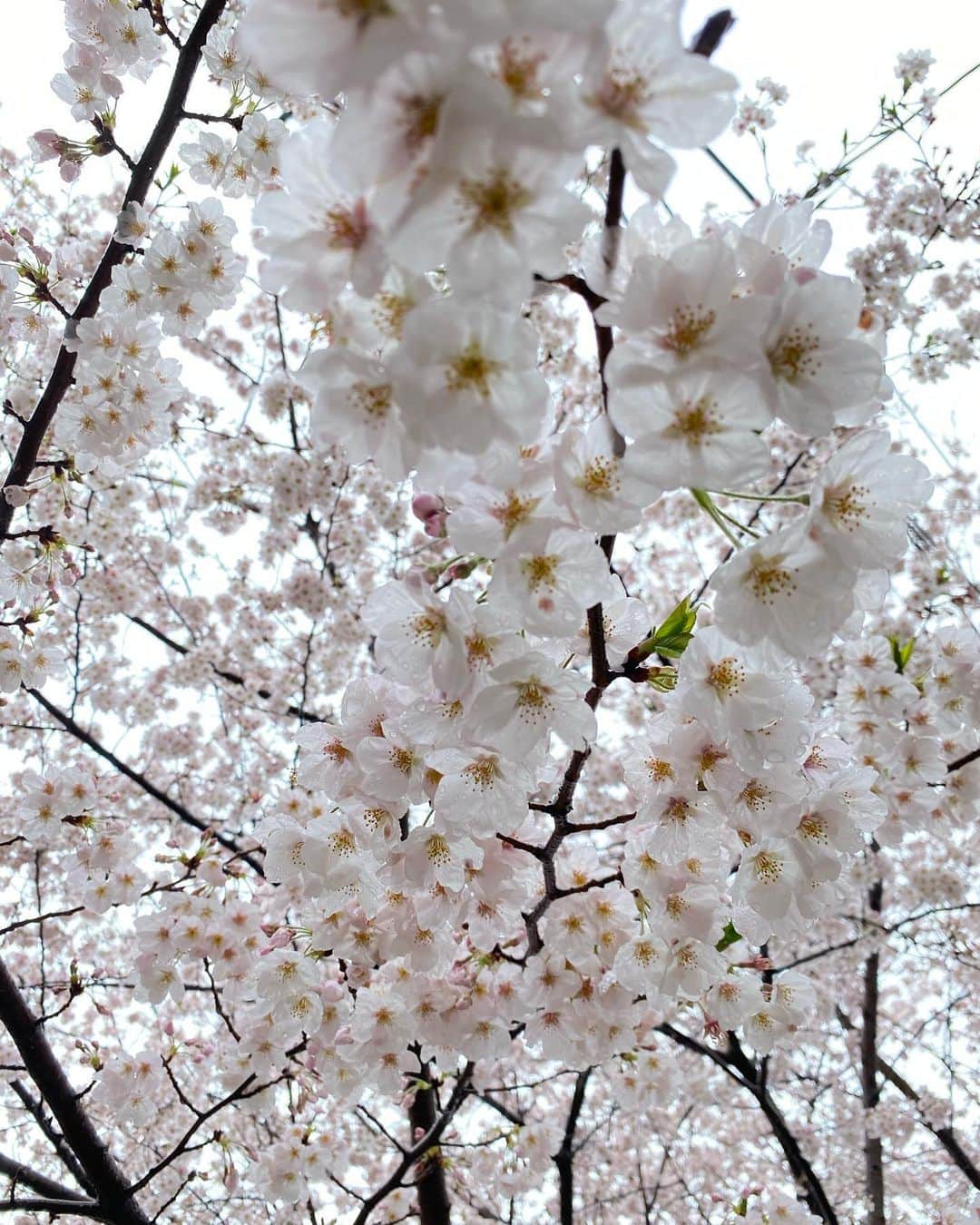 MICHIRUさんのインスタグラム写真 - (MICHIRUInstagram)「Light up your life﻿ ﻿ マンションの敷地に咲く桜がちょうど満開で雪見桜﻿ 🌸﻿ 今年は雪降らないのかな？と思っていた所に季節外れの雪と桜がとても綺麗✨✨✨﻿ ﻿ 不穏な日々は続くけど、自然の美しさはいつでも驚きと感動を与えてくれます。﻿ ﻿ 何が起こっているのかしっかり見極めて、メディアの報道ウィルスの悪いイメージに振り回されないように、 イメージは、現実を作り上げます。 恐怖や不安にフォーカスするより、より良い未来を信じて。 今、必要なことが何なのか私たち1人ひとりが考える時なのかもしれません。 .  #桜  #雪桜 #sakura #snow #雪桜  #beautiful  #cherryblossom  #桜 #雪」3月29日 20時24分 - barbiemichiru