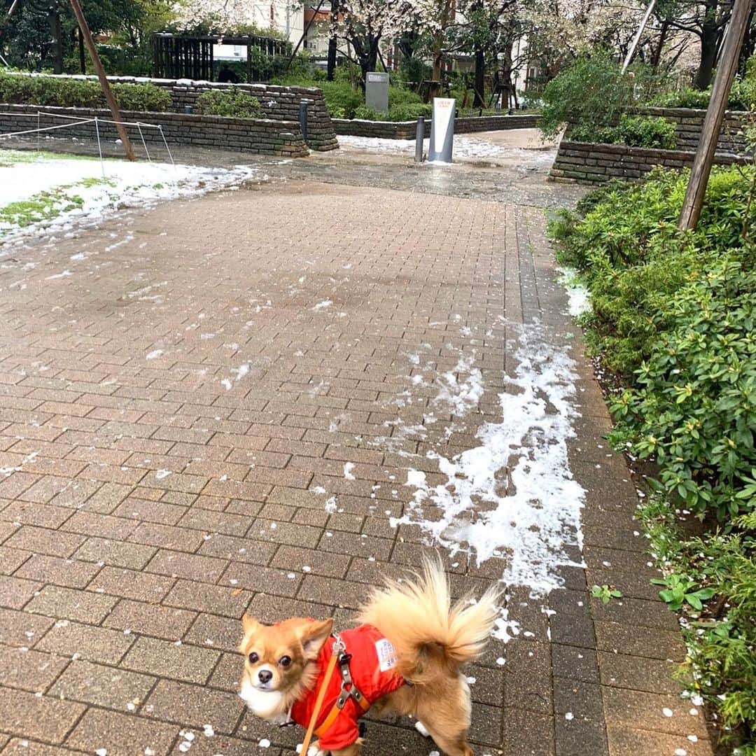 所英男さんのインスタグラム写真 - (所英男Instagram)「@mochimaru1056 久しぶりに雪道を散歩。^_^ #桜　#雪　#チワワ」3月29日 20時24分 - tokorohideo