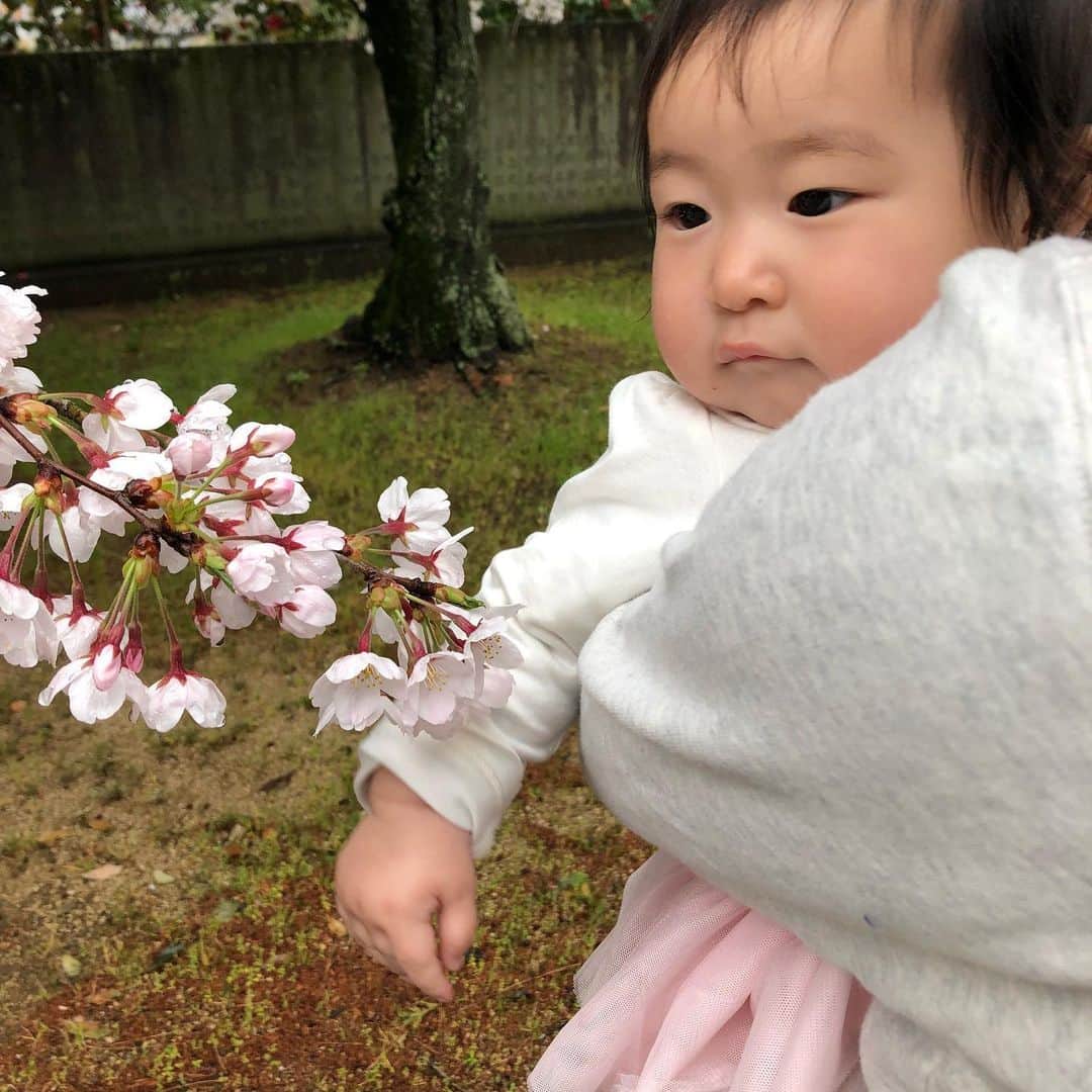 市原佑梨のインスタグラム：「昨日は桜を見に三郎池に行ってきたよ🌸 小雨降ってたから誰も居なくて逆にラッキーだったかな？今年はみんなでお花見も出来ないから家族でひっそりとできてよかった😊」