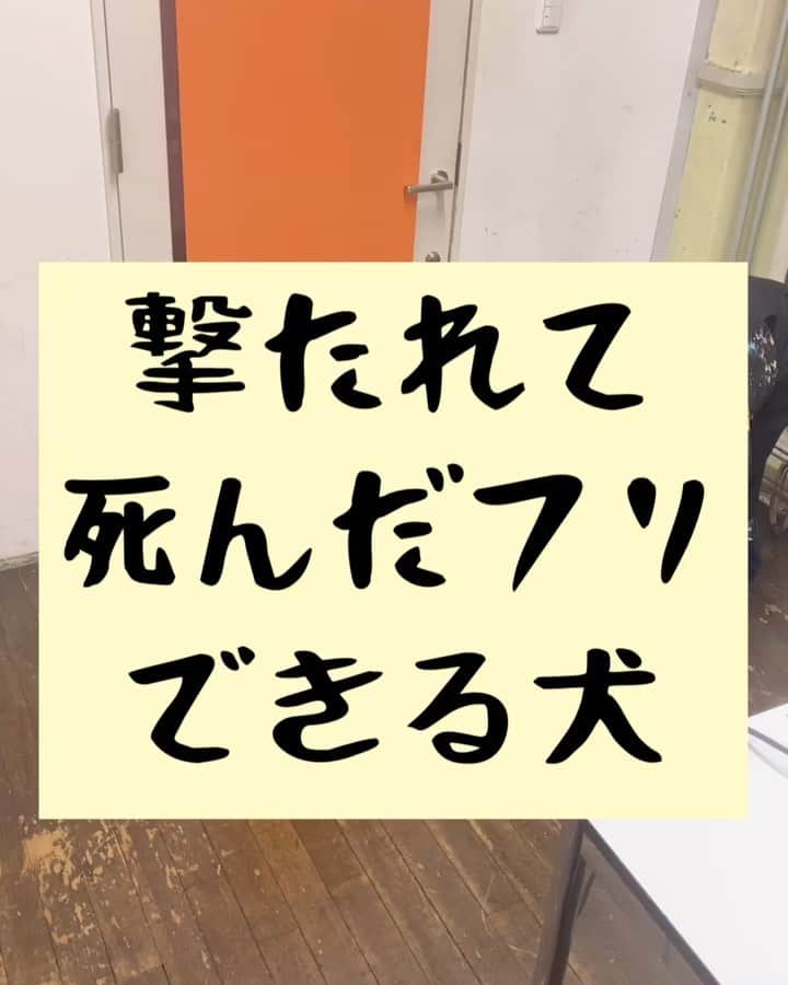 たいゆうきのインスタグラム：「タイの 動物あるあるモノマネ 「撃たれて死んだフリできる犬」  #タイ動物 #動物 #あるある #ものまね  #犬 #dog #ペット  #家 #もふもふ  #犬のいる暮らし」