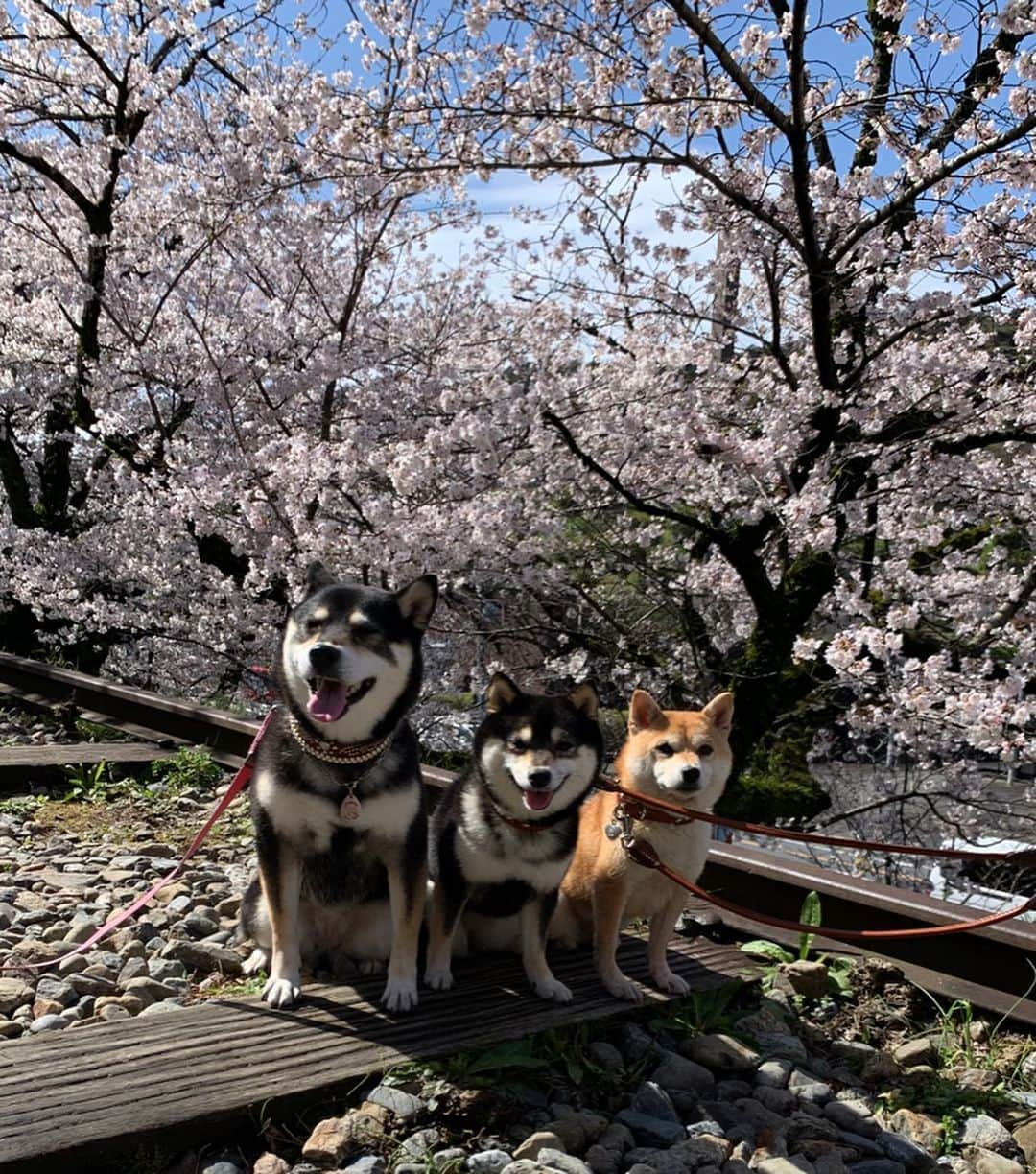 豆柴なつ&ふゆさんのインスタグラム写真 - (豆柴なつ&ふゆInstagram)「I went cherry blossom viewing with my friend🌸😆‼️ 桜を見に行って来ました🌸😆‼️ #日本 #japan #mofmo #シバフル #cherryblossom #柴犬#shiba #shibainu #shibastagram #shibamania #豆柴#癒し  #仲良し #pecoいぬ部#doglove #犬 #dogstagram #春#かわいい#instashiba #🐕📷 #ふわもこ部#love#cherryblossom  #犬#instacute #柴#proudshibas #cutepets #わんこ#桜」3月29日 20時46分 - mameshiba.natsuinu56