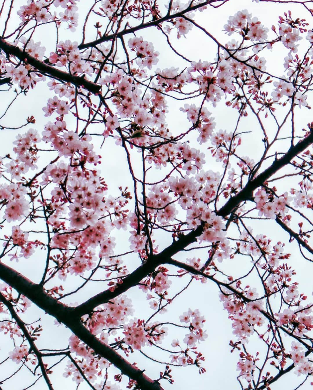 大矢真夕さんのインスタグラム写真 - (大矢真夕Instagram)「🌸seasonal flowers🌸 . . . #flowers #flower_daily #花 #花のある風景 #flower_perfection #flower_special_ #flowerlover  #桜🌸 #cherry #sakura🌸  #cherryblossom #お花見 #花見 #桜 #snapshot #🇯🇵 #ファインダー越しの世界 #ファインダー越しの私の世界 #写真部 #写真で伝えたい私の世界 #cooljapan #instagramjapan #photo_japan #photo_jpn #igersjp #lightroom #eos #eosm200 #canon📷」3月29日 20時45分 - mayuohya