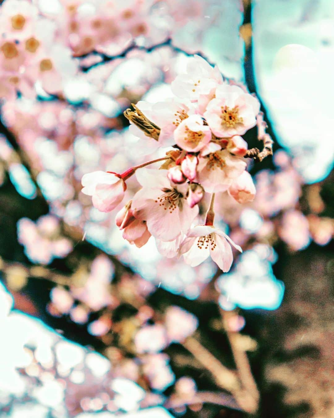 大矢真夕さんのインスタグラム写真 - (大矢真夕Instagram)「🌸seasonal flowers🌸 . . . #flowers #flower_daily #花 #花のある風景 #flower_perfection #flower_special_ #flowerlover  #桜🌸 #cherry #sakura🌸  #cherryblossom #お花見 #花見 #桜 #snapshot #🇯🇵 #ファインダー越しの世界 #ファインダー越しの私の世界 #写真部 #写真で伝えたい私の世界 #cooljapan #instagramjapan #photo_japan #photo_jpn #igersjp #lightroom #eos #eosm200 #canon📷」3月29日 20時45分 - mayuohya