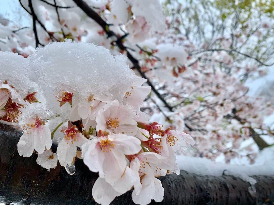 二木蒼生さんのインスタグラム写真 - (二木蒼生Instagram)「#雪桜 #3月の雪 #cherryblossom」3月29日 20時48分 - aomushi_kune2