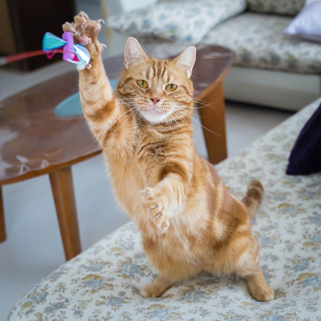 マアルのインスタグラム：「きんたろうさん #🐈 #北海道 #旭川市 #ペットシッター」