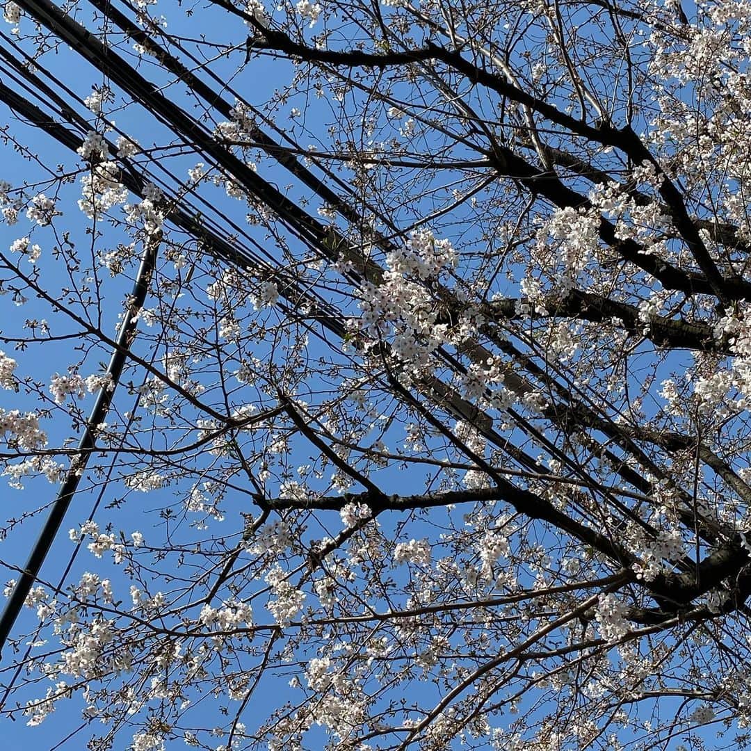 こんどうようぢのインスタグラム：「🌸🌸🌸」