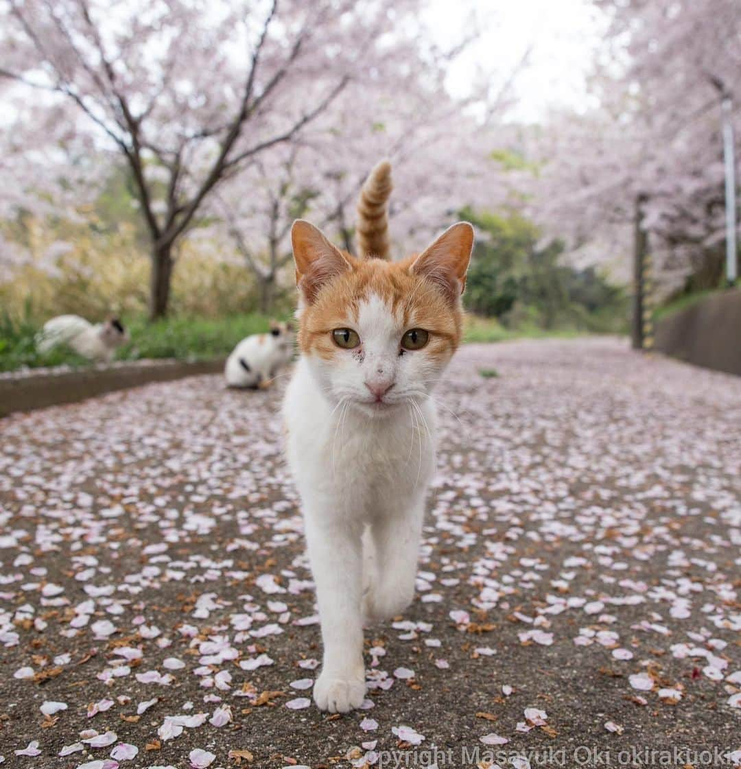 Masayukiさんのインスタグラム写真 - (MasayukiInstagram)「お花見🌸  #cat #ねこ」3月29日 21時15分 - okirakuoki