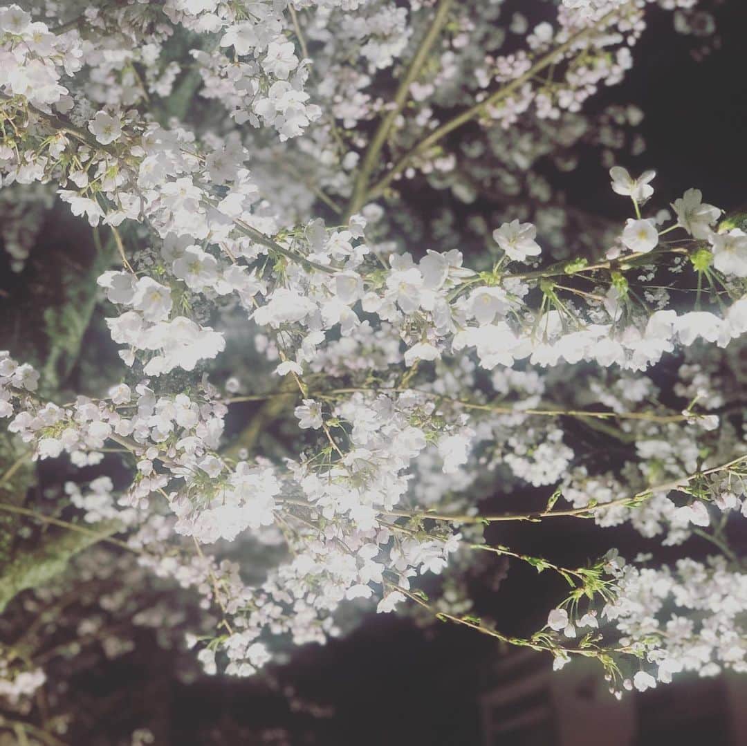 ひうらさとるさんのインスタグラム写真 - (ひうらさとるInstagram)「Cherry blossom at night  #cherryblossom  #socialdistance  #stayathome」3月29日 21時27分 - marikosatoru