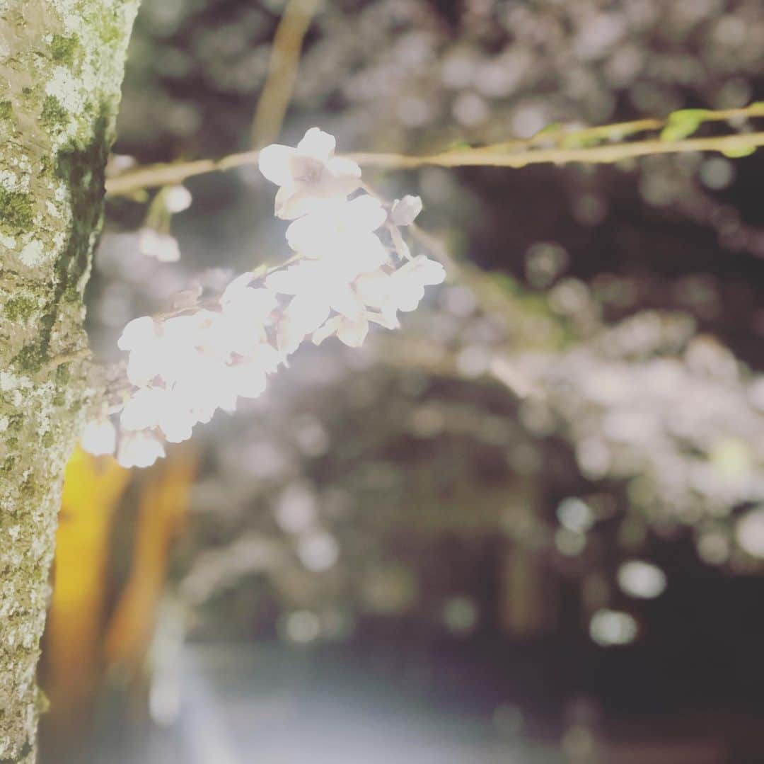 ひうらさとるさんのインスタグラム写真 - (ひうらさとるInstagram)「Cherry blossom at night  #cherryblossom  #socialdistance  #stayathome」3月29日 21時27分 - marikosatoru