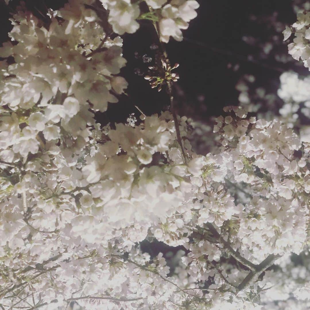 ひうらさとるのインスタグラム：「Cherry blossom at night  #cherryblossom  #socialdistance  #stayathome」