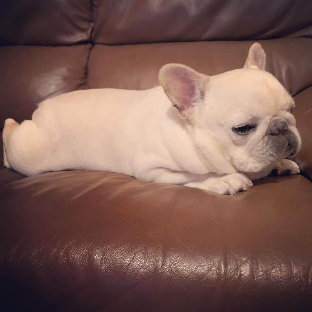 タニム（マーブル母）のインスタグラム：「* 初雪&外出自粛だったので今日はのんびり過ごしました❄️ * #土曜は仕事でした #眠そうな姿ばかりですが #マーブルは元気です🐷❤️ #私のアモーレ🐷❤️」
