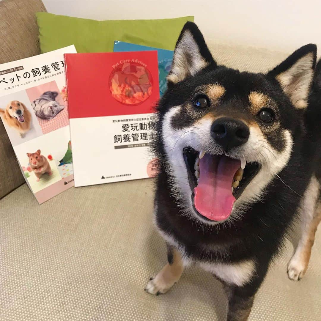 まめ丸さんのインスタグラム写真 - (まめ丸Instagram)「* このまえ資料をとりよせた 愛玩動物飼養管理士の資格の教材が届いたので お勉強をはじめたよ🐶❣️（まめパパが） これから家族みんなでもっと楽しくくらせるように、ぼくが長生きしてちょっとでも長くいっしょにいられるように、みんなでお勉強がんばるぞー🐶💪 2.3枚目はパパとぼくのなかよし2ショット🐶💓 * まめ丸のどんなささいな兆候も見逃さずに、1日でも長く一緒にいたいねという夫婦の話し合いから受けることになった愛玩動物飼養管理士の試験。 目次を見るだけでもペットフードやペット保険についてなどすぐに役立つことから、高齢のペットとの付き合い方や老化の兆候、ペットとのお別れなど、これから出てくるであろう問題もたくさんあってやる気が出ました😊 犬の社会化やしつけまで網羅されているので、ペットを飼っている方だけでなくこれからお迎えを考えている方にもよさそうです。 *﻿ #日本愛玩動物協会 #愛玩動物飼養管理士#ペットの資格#犬なしでは生きていけない＃犬のいる生活#犬のいる暮らし#いぬ部 #わんすたぐらむ#いぬすたぐらむ #柴犬#豆柴#柴#黒柴#犬#ふわもこ部#shiba#shibainu#shibastagram#shibadog#puppy#instadog#dogstagram#dog#instashiba#petstagram#pet#강아지#멍스타그램#doglover#ilovemydog」3月29日 21時40分 - mamemarukun