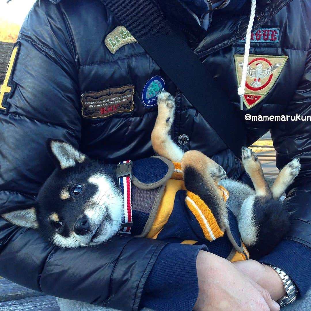 まめ丸さんのインスタグラム写真 - (まめ丸Instagram)「* このまえ資料をとりよせた 愛玩動物飼養管理士の資格の教材が届いたので お勉強をはじめたよ🐶❣️（まめパパが） これから家族みんなでもっと楽しくくらせるように、ぼくが長生きしてちょっとでも長くいっしょにいられるように、みんなでお勉強がんばるぞー🐶💪 2.3枚目はパパとぼくのなかよし2ショット🐶💓 * まめ丸のどんなささいな兆候も見逃さずに、1日でも長く一緒にいたいねという夫婦の話し合いから受けることになった愛玩動物飼養管理士の試験。 目次を見るだけでもペットフードやペット保険についてなどすぐに役立つことから、高齢のペットとの付き合い方や老化の兆候、ペットとのお別れなど、これから出てくるであろう問題もたくさんあってやる気が出ました😊 犬の社会化やしつけまで網羅されているので、ペットを飼っている方だけでなくこれからお迎えを考えている方にもよさそうです。 *﻿ #日本愛玩動物協会 #愛玩動物飼養管理士#ペットの資格#犬なしでは生きていけない＃犬のいる生活#犬のいる暮らし#いぬ部 #わんすたぐらむ#いぬすたぐらむ #柴犬#豆柴#柴#黒柴#犬#ふわもこ部#shiba#shibainu#shibastagram#shibadog#puppy#instadog#dogstagram#dog#instashiba#petstagram#pet#강아지#멍스타그램#doglover#ilovemydog」3月29日 21時40分 - mamemarukun