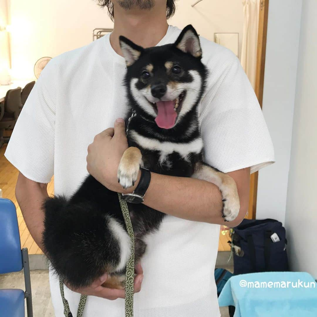 まめ丸さんのインスタグラム写真 - (まめ丸Instagram)「* このまえ資料をとりよせた 愛玩動物飼養管理士の資格の教材が届いたので お勉強をはじめたよ🐶❣️（まめパパが） これから家族みんなでもっと楽しくくらせるように、ぼくが長生きしてちょっとでも長くいっしょにいられるように、みんなでお勉強がんばるぞー🐶💪 2.3枚目はパパとぼくのなかよし2ショット🐶💓 * まめ丸のどんなささいな兆候も見逃さずに、1日でも長く一緒にいたいねという夫婦の話し合いから受けることになった愛玩動物飼養管理士の試験。 目次を見るだけでもペットフードやペット保険についてなどすぐに役立つことから、高齢のペットとの付き合い方や老化の兆候、ペットとのお別れなど、これから出てくるであろう問題もたくさんあってやる気が出ました😊 犬の社会化やしつけまで網羅されているので、ペットを飼っている方だけでなくこれからお迎えを考えている方にもよさそうです。 *﻿ #日本愛玩動物協会 #愛玩動物飼養管理士#ペットの資格#犬なしでは生きていけない＃犬のいる生活#犬のいる暮らし#いぬ部 #わんすたぐらむ#いぬすたぐらむ #柴犬#豆柴#柴#黒柴#犬#ふわもこ部#shiba#shibainu#shibastagram#shibadog#puppy#instadog#dogstagram#dog#instashiba#petstagram#pet#강아지#멍스타그램#doglover#ilovemydog」3月29日 21時40分 - mamemarukun