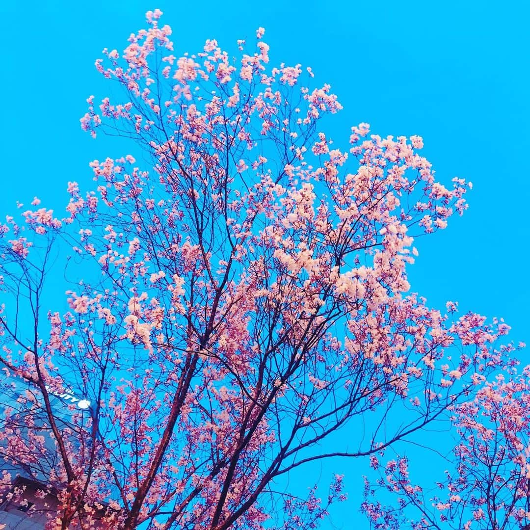 松野ゆいのインスタグラム：「#🌸桜🌸  #2020春  すごい青空に見えるけど これ夕方なの🌇 最近のカメラアプリには桜撮影専用フィルターがあるんだね😳😳😳 . #松野ゆい #夜桜 #お散歩日和 #春のおすそわけ」