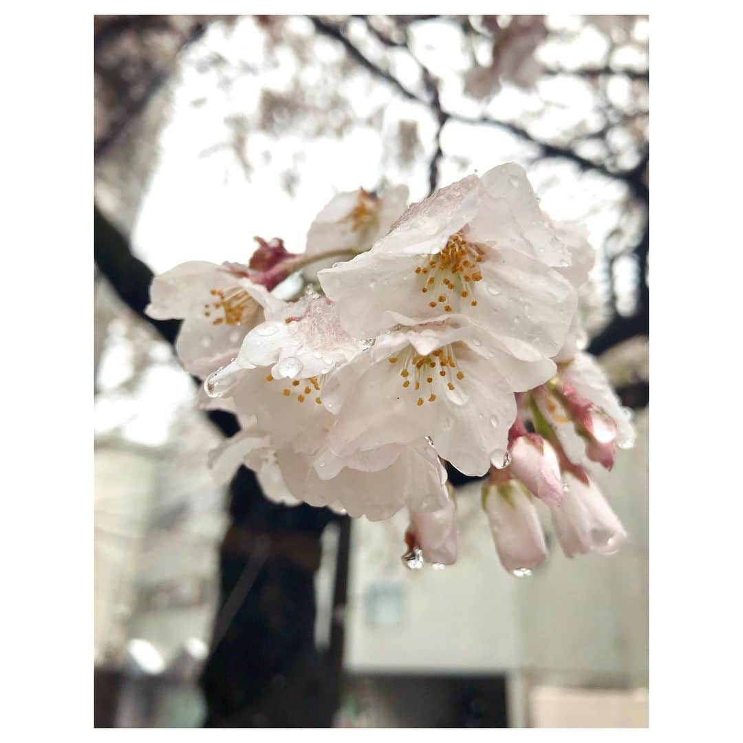 キタキマユさんのインスタグラム写真 - (キタキマユInstagram)「自粛中ではありますが、一本だけ打ち合わせにいかねばで、電車は使わずに徒歩で、短時間だけ外へ…📖❄️ 雪の中でも、とても美しく咲いていてました☺️💕 この時期に雪が降り、気候もなんだか変なことになっていますが、この桜のように、しっかりと地面を感じながら、ただそこに咲く優しさを忘れずに過ごしていきたいです🌸✨✨✨ #自粛中  #短時間のお出かけ #雪の桜  #打ち合わせ  #良い時間でした  #cherryblossom  #cherryblossomwithsnow  #お体ご自愛ください  #wehadawonderfultime  #kitakimayu #キタキマユ」3月29日 21時48分 - kitakimayu_official