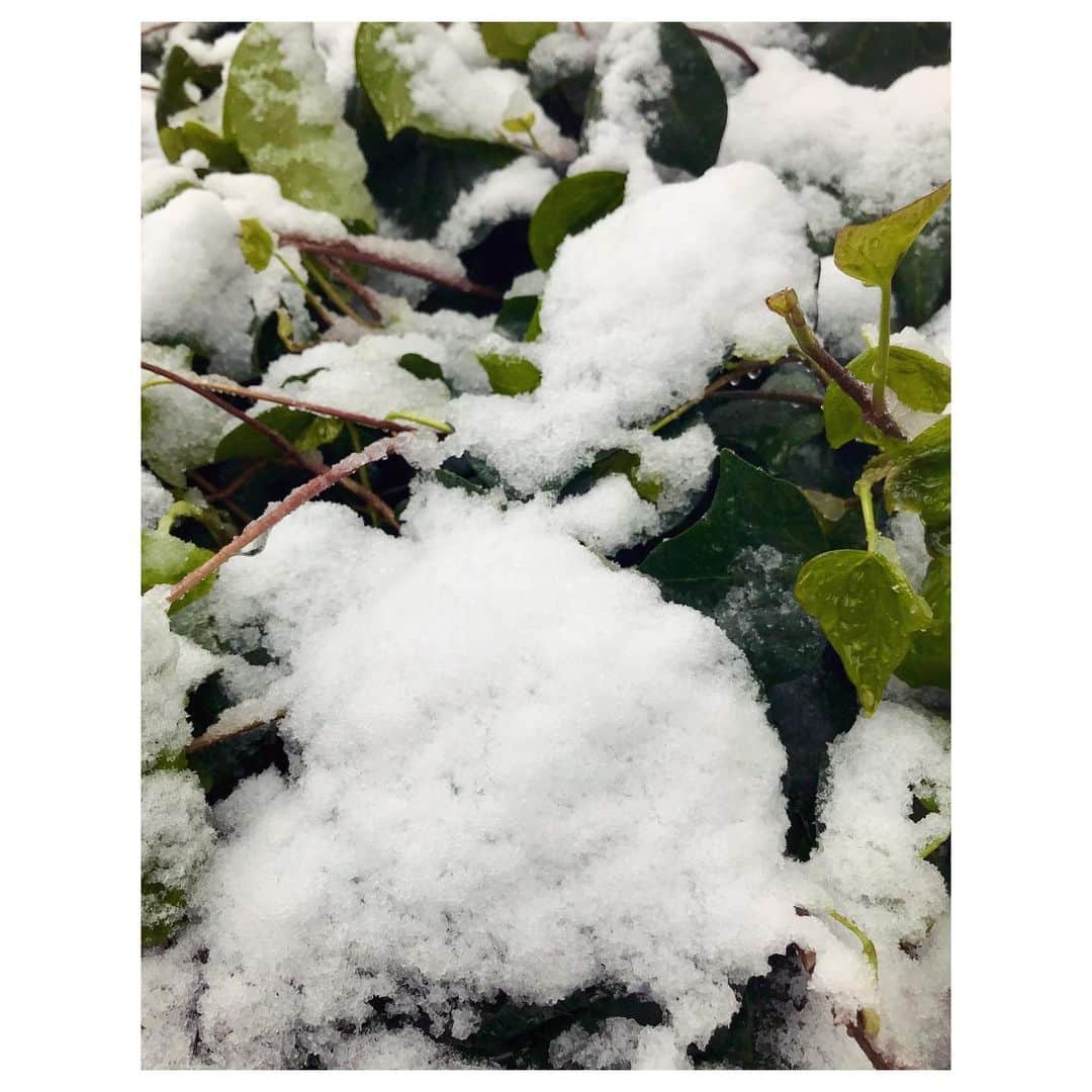 キタキマユさんのインスタグラム写真 - (キタキマユInstagram)「自粛中ではありますが、一本だけ打ち合わせにいかねばで、電車は使わずに徒歩で、短時間だけ外へ…📖❄️ 雪の中でも、とても美しく咲いていてました☺️💕 この時期に雪が降り、気候もなんだか変なことになっていますが、この桜のように、しっかりと地面を感じながら、ただそこに咲く優しさを忘れずに過ごしていきたいです🌸✨✨✨ #自粛中  #短時間のお出かけ #雪の桜  #打ち合わせ  #良い時間でした  #cherryblossom  #cherryblossomwithsnow  #お体ご自愛ください  #wehadawonderfultime  #kitakimayu #キタキマユ」3月29日 21時48分 - kitakimayu_official