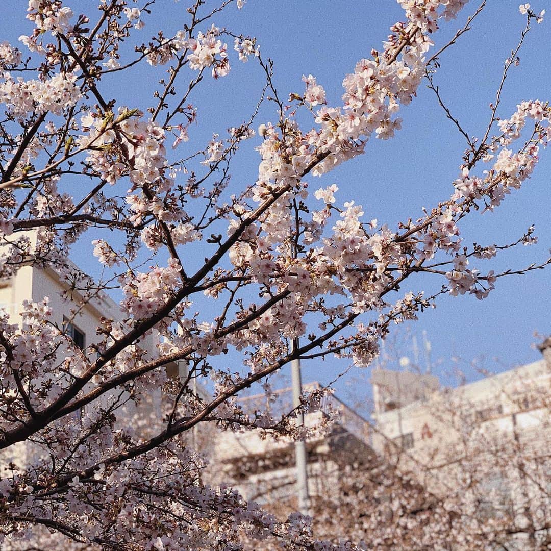 松尾 瞳さんのインスタグラム写真 - (松尾 瞳Instagram)「🌸🌸🌸 . きょう東京は雪が降ったから、 雪桜見に行けたらキレイだっただろうな〜〜とか思いながら、しっかりお家に閉じこもっておりました。🥺 . #桜 #染井吉野 #ソメイヨシノ」3月29日 21時52分 - hitomimatsuo.09