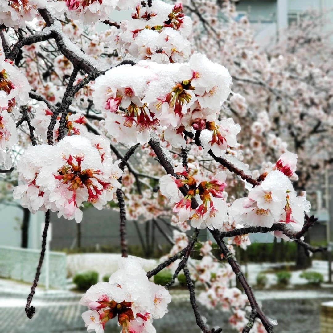 hanadako_gardenさんのインスタグラム写真 - (hanadako_gardenInstagram)「まさかの吹雪いてましたね😳 ・ ・ #桜#雪#3月も終わるのに」3月29日 21時57分 - hanadako_garden