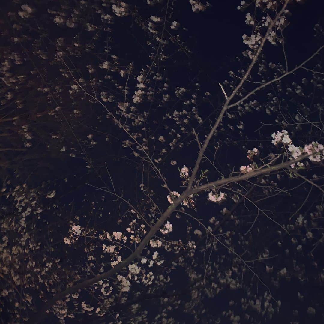 西村瑠香のインスタグラム：「夜桜」