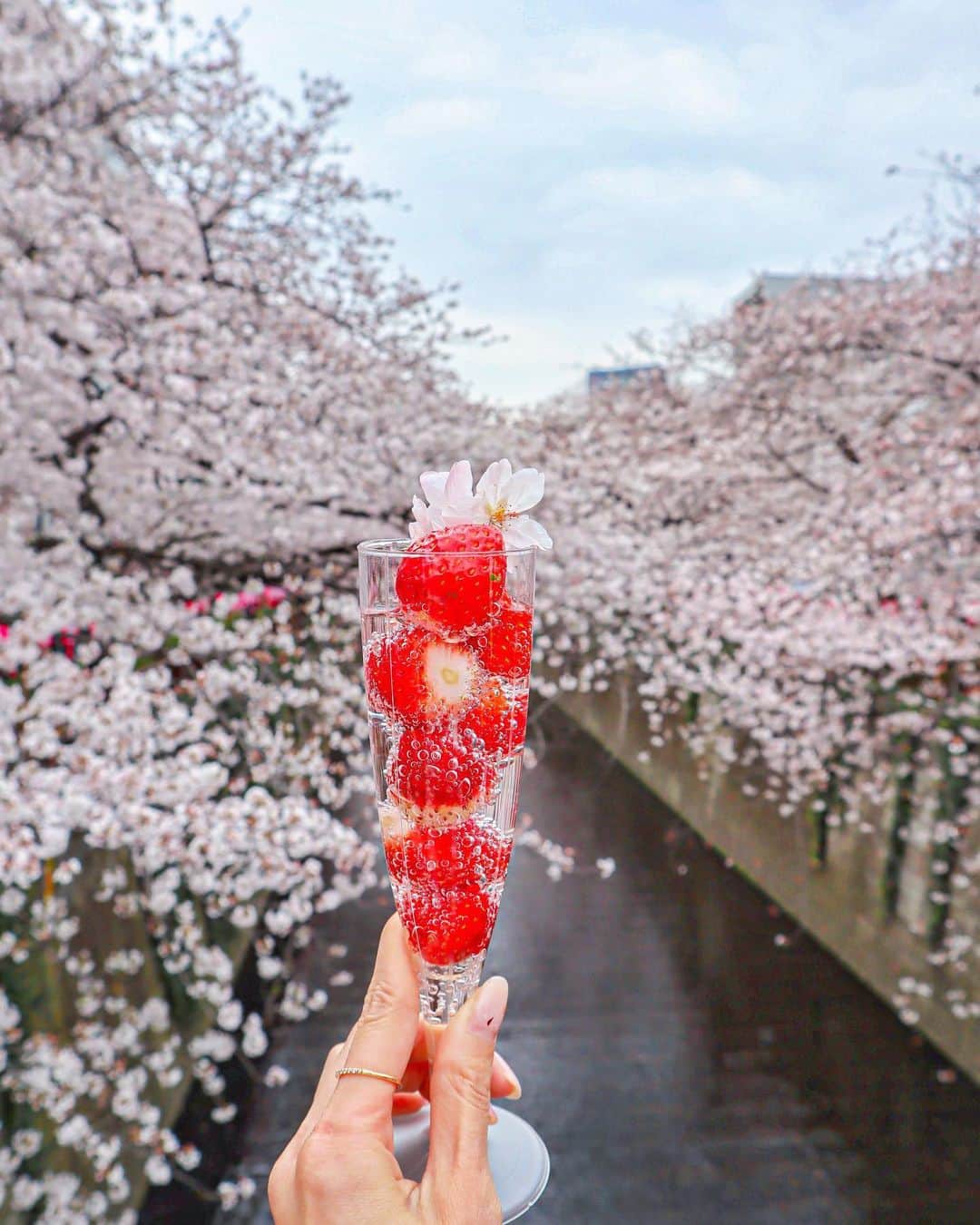 三井菜那さんのインスタグラム写真 - (三井菜那Instagram)「毎年見ている目黒川の桜。 ことしはぷーたのお散歩中に見るだけ🌸🐶 来年はゆっくり桜が見れますように...🙋‍♀️ ㅤㅤㅤㅤㅤㅤㅤㅤㅤㅤㅤㅤㅤ  ㅤㅤㅤㅤㅤㅤㅤㅤㅤㅤㅤㅤㅤ  写真は去年のものです💁‍♂️。 ㅤㅤㅤㅤㅤㅤㅤㅤㅤㅤㅤㅤㅤ  #桜#sakura#cherryblossom #さくら#目黒川#中目黒」3月29日 22時13分 - nana.0312